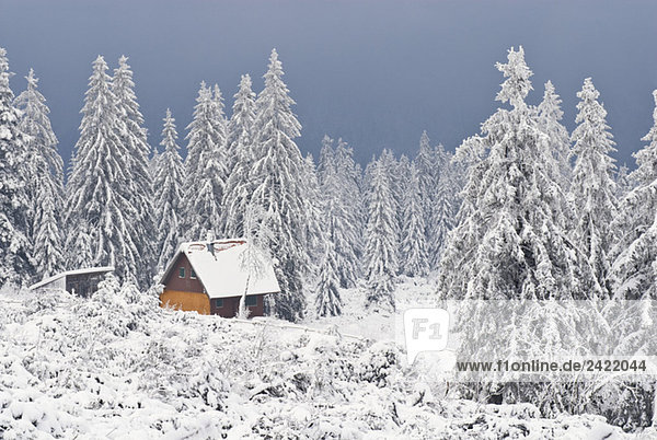 Germany  Black forest  Schliffkopf  Winter scenery