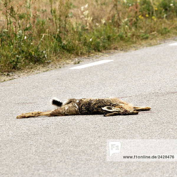 Toter Hase auf der Straße