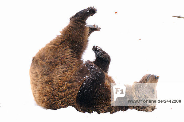 Nahaufnahme des Braunbären (Ursus Arctos) liegen im Schnee