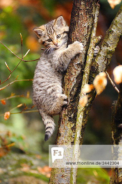 Nahaufnahme des jungen Wildkatze (Felis Silvestris) klettern Baum im Wald  Deutschland