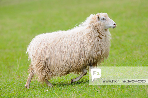 Nahaufnahme der Schafe Wandern im Feld