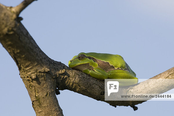 Close-up of European tree frog (Hyla arborea) on tree