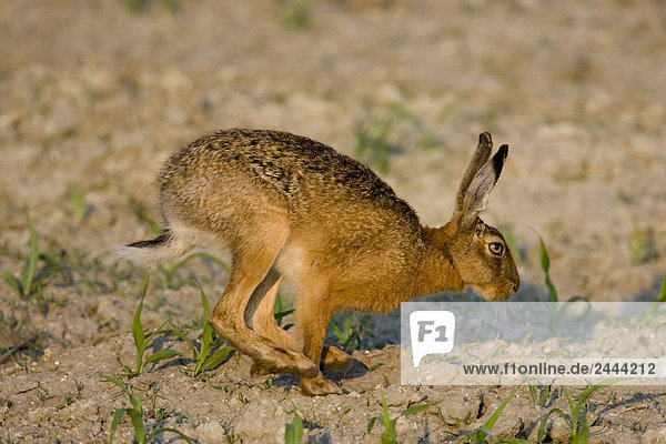Nahaufnahme der braun Hase (Lepus Capensis) im Feld ausgeführt