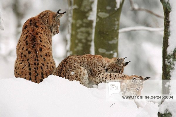 Luchs (Lynx Lynx). National Park Bayerischen Wald. Deutschland.