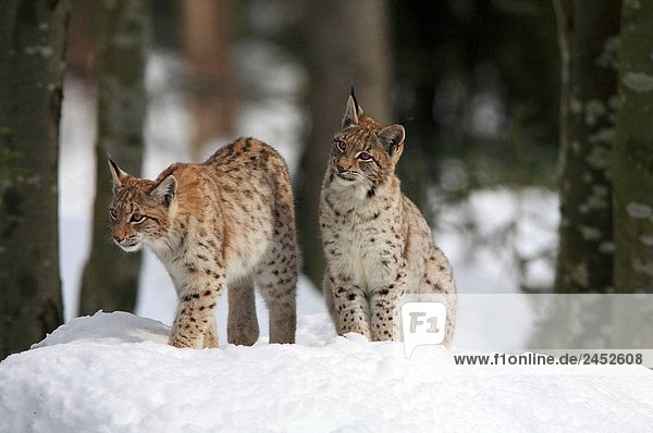 Luchs (Lynx Lynx). National Park Bayerischen Wald. Deutschland.