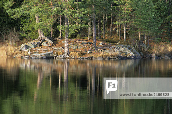 Reflexion der Bäume in Wasser  Nationalpark Tiveden  Schweden