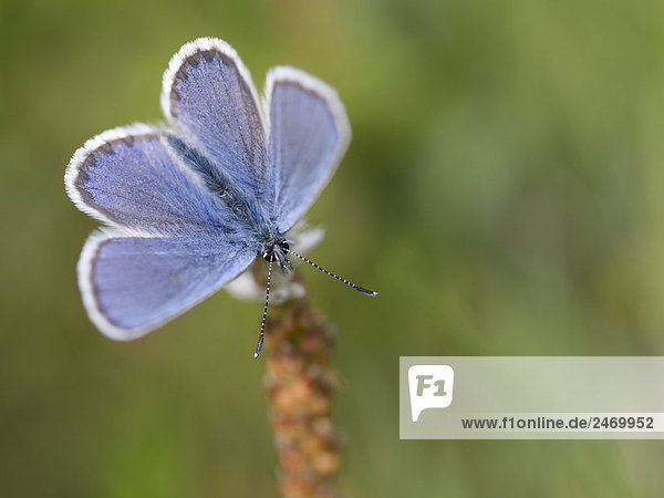 Nahaufnahme der Hauhechel-Bläuling (Polyommatus Icarus) Schmetterling