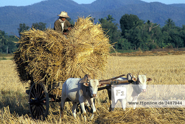 Agriculture  Thailand  rice threshing
