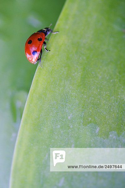 Nahaufnahme der sieben Spot Ladybird (Siebenpunkt-Marienkäfer) am Blatt