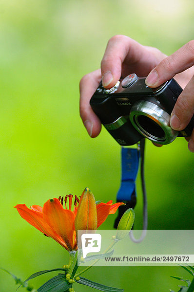 Person  die Hand nehmend Bild der Orange-Lilie (Lilium Bulbiferum) mit Digitalkamera  Steiermark  Österreich