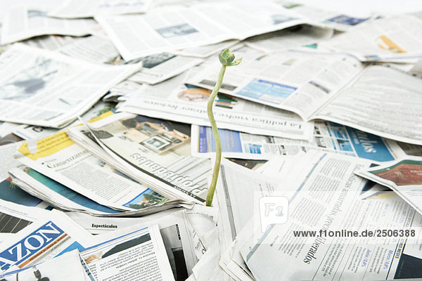 Pflanzensetzling  der aus einem Stapel von Zeitungen wächst