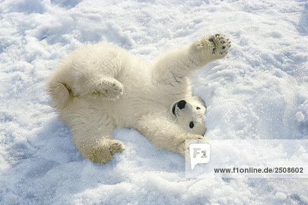 Polar Bear Cub spielen im Schnee Alaska Zoo