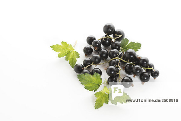 Schwarze Johannisbeeren mit Blättern erhöhte Ansicht