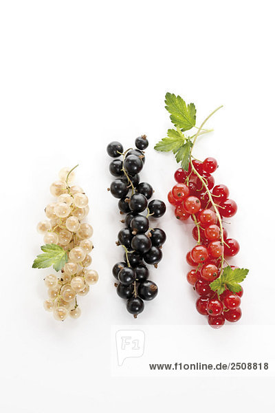 Johannisbeeren erhöhte Ansicht