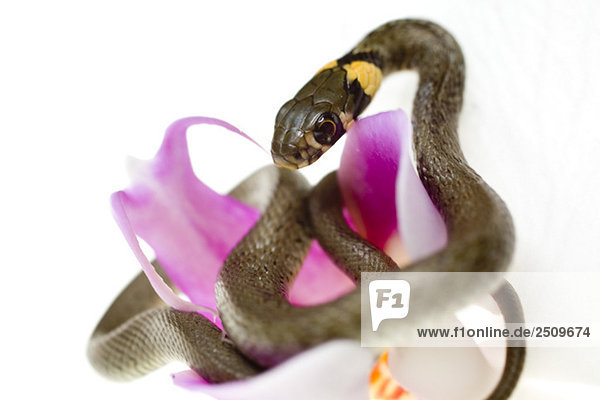 Schlittschuhgrasschlange (Natrix natrix) und Orchideenblüte  Nahaufnahme