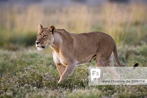Africa Botswana Lioness (Panthera leo)