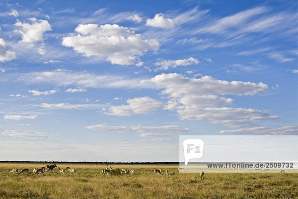 Africa  Botswana  Springbok Herd (Antidorcas marsupialis)
