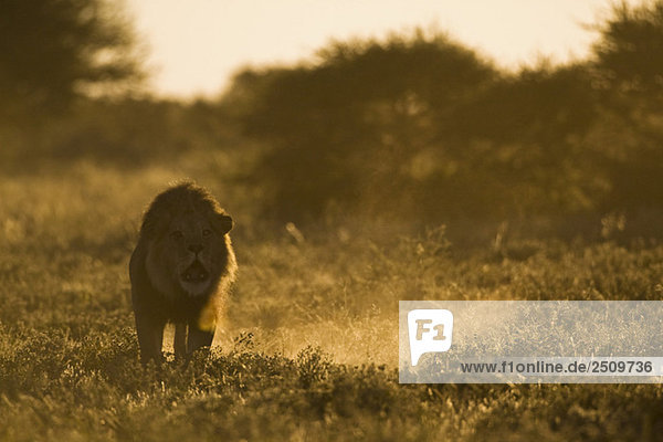 Afrika  Botswana  Männlicher Löwe (Panthera leo)  brüllend