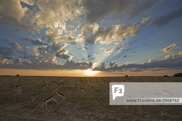 Africa Botswana Springbok herd (Antidorcas marsupialis)