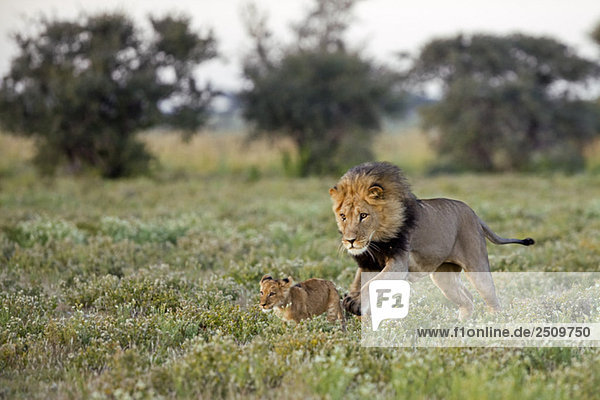 Afrika Botswana Erwachsener männlicher Löwe (Panthera leo) und Jungtier