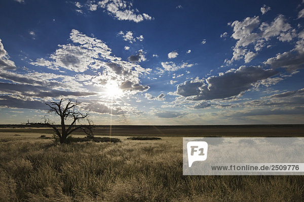 Afrika  Botswana  Landschaft