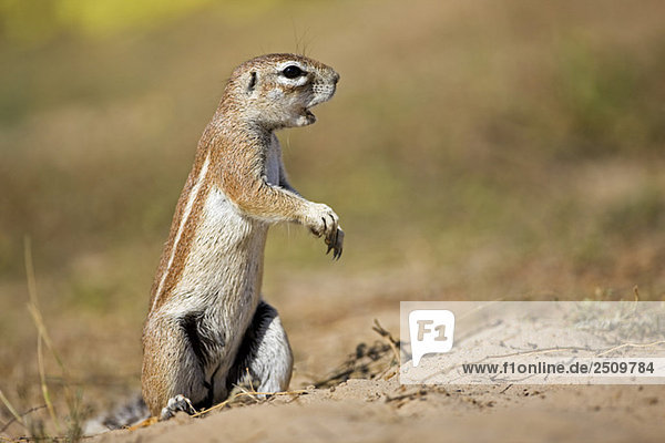 Africa  Botswana  African ground squirrel (Xerus rutilus)