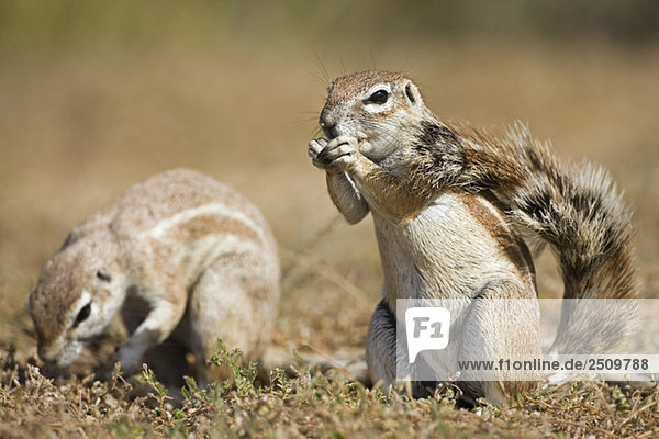 Africa  Botswana  African ground squirrels (Xerus rutilus)
