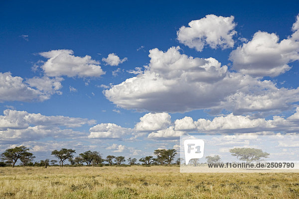 Africa  Botswana  Pan  Kalahari Desert