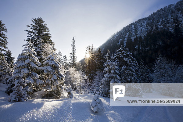Germany,  Bavaria,  Winter scenery