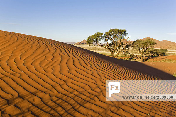 Afrika  Namibia  Namib Wüste Düne und Baum