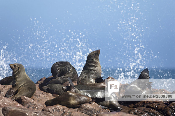 Südafrika  Cape Cross  Cape Fur Seals (Arctocephalus pusillus) an der Küste