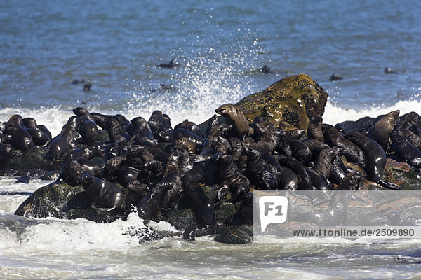 Südafrika  Cape Cross  Cape Fur Seals (Arctocephalus pusillus) an der Küste