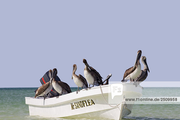 Mexico  Holbox Island  Pelicans sitting on fisherboat