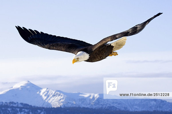 Bald Eagle in mid-air flight over Homer Spit Kenai Peninsula & Mountains Alaska Winter