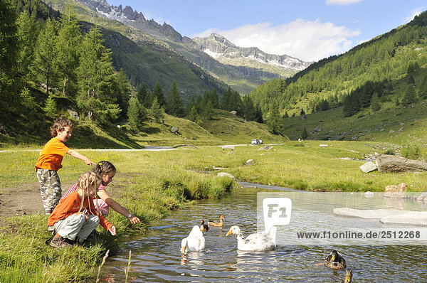 Drei Kinder spielen mit Schwäne in See  Trentino-Alto Adige  Italien
