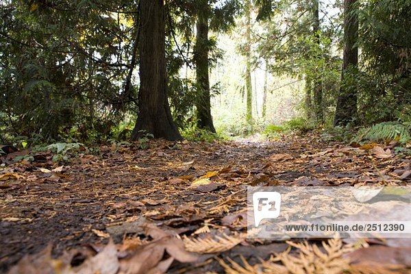Trail in fall  Stanley Park  Vancouver  BC