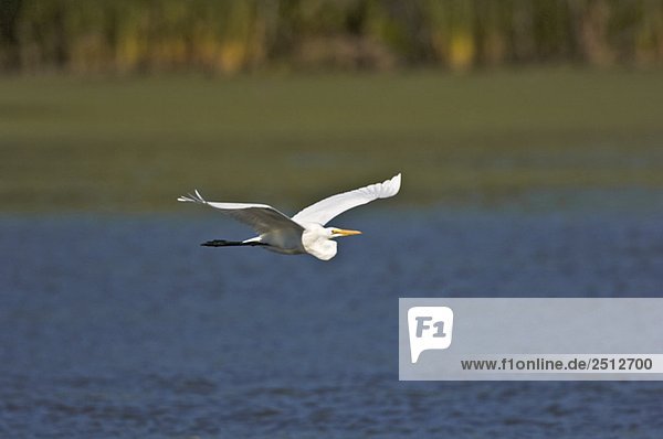 Great Egret or Common Egret (Casmerodius albus) in flight  summer  Point Pelee National Park  southwestern Ontario  Canada.