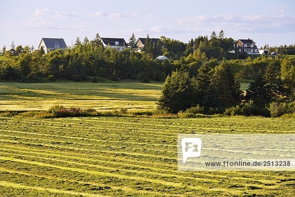 View of fields and houses at sunset  Bas-Saint-Laurent region  Quebec  Canada