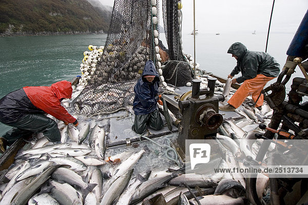Besatzung von kommerziellen Seiner laden ihren Fang von Silber Lachs in Hold auf * Sonja M * Port Valdez PWS Alaska