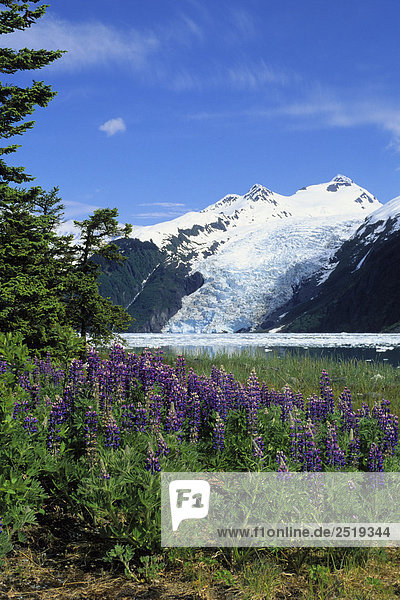 Lupine Blooms w/Coxe Glacier Harriman Fjord AK PWS SC Summer