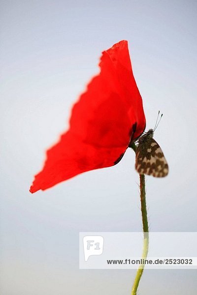 Klatschmohn Papaver rhoeas sitzend rot Schmetterling Italien Mohn Toskana