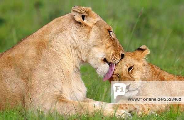 Löwin pflegen ihre Cub auf der Ebene von der Masai Mara  Kenya