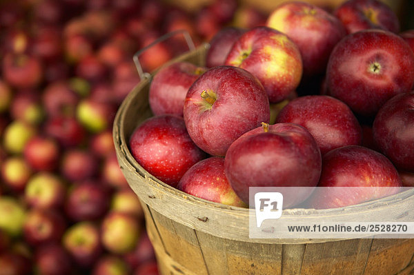 Äpfel  Jean-Talon Bauernmarkt  Montreal  Quebec