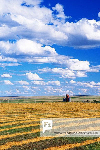 Grain Elevator und Alfalfa-Feld  Cadillac  Saskatchewan
