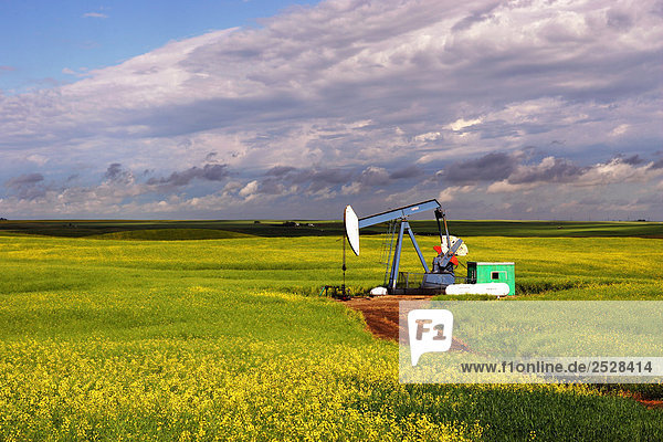 Öl-Röhren in einem Canola-Feld  Mossleigh  Alberta