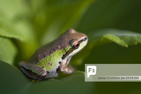 Pacific Treefrog (Hyla regilla)  British Columbia.