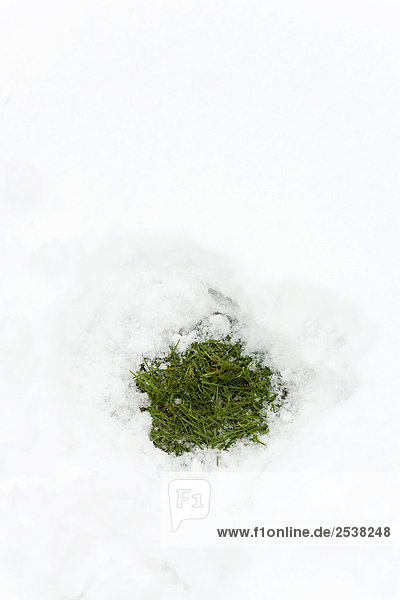 Gras kommen durch Schnee