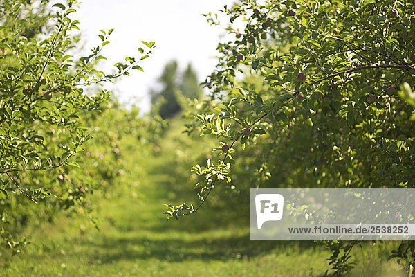 Apple Orchard  Toronto  Ontario