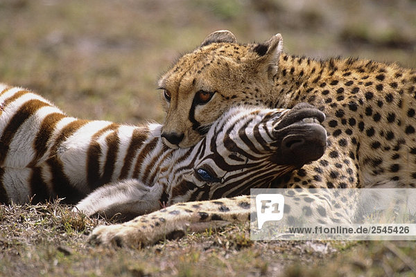Cheetah mit Zebra Kill Afrika