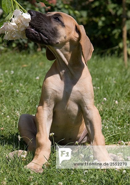 Nahaufnahme der Greyhound Hund Essen Blume im Feld